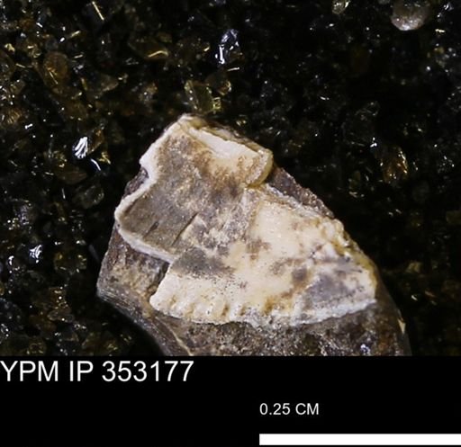 Parallelodon?
