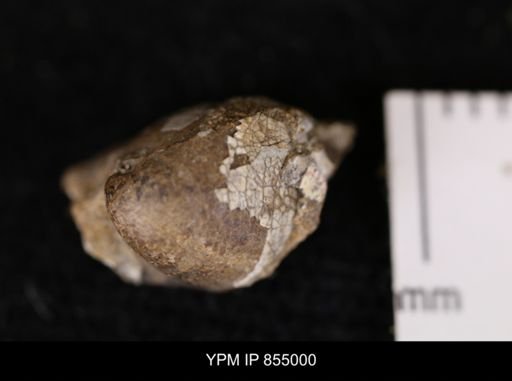 undet. Bivalvia
