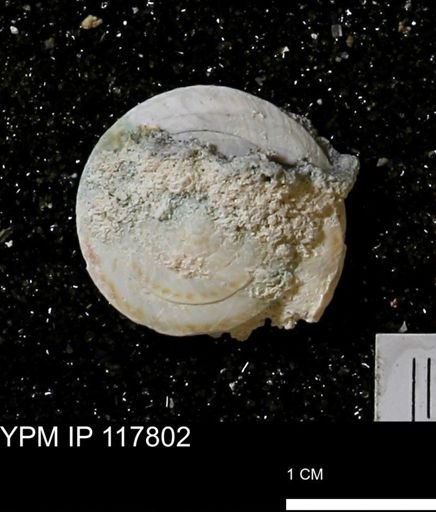 Poecilozonites bermudensis sieglindae