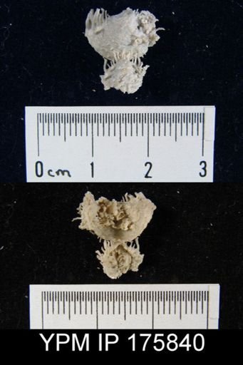 Chonosteges sp.