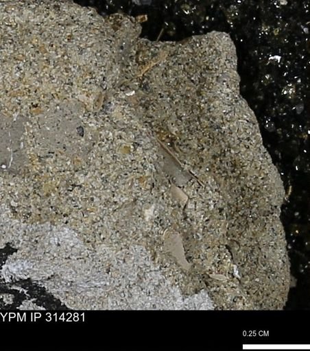 undet. Scaphopoda