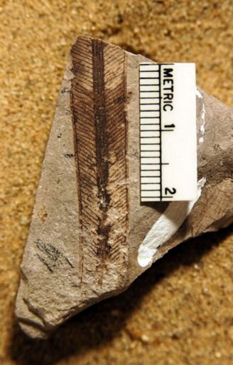 Yabeiella spatulata
