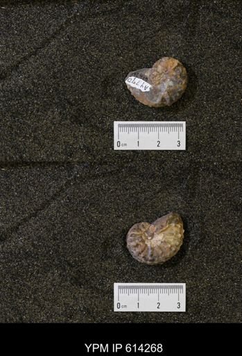 undet. Scaphitidae