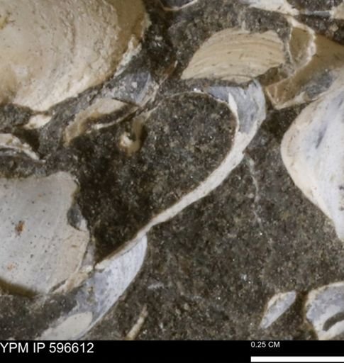 Limopsis? striatopunctatus