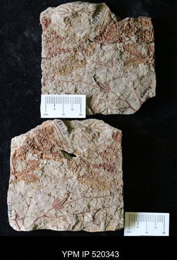 undet. Echinodermata
