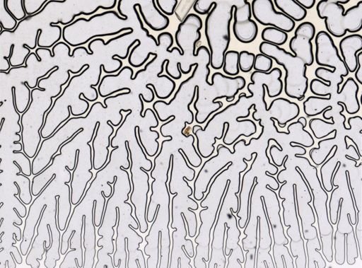 Diphyllobothrium erinacei