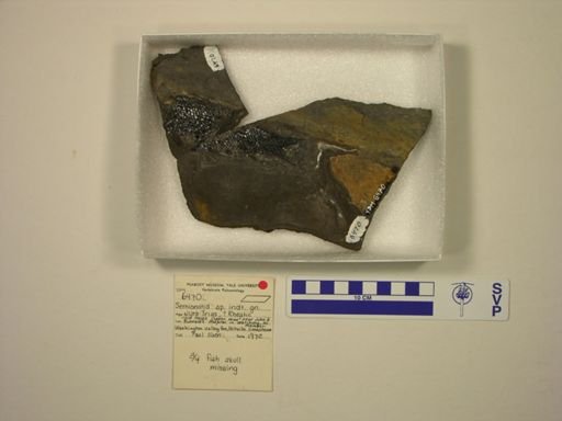 Semionotidae