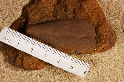 Angiospermopsida