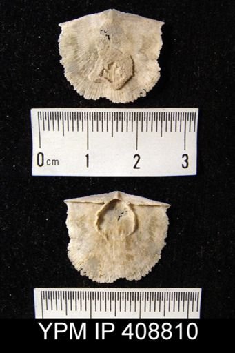 Strophomena sp.