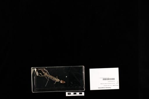 Plestiodon inexpectatus