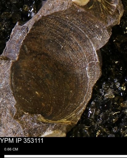 Limopsis striatopunctatus
