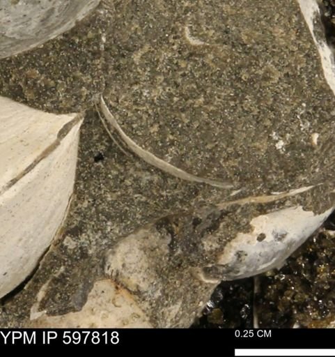 Limopsis striatopunctatus