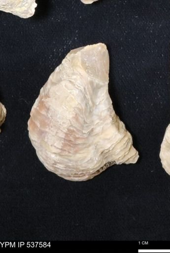 Gryphaea mucronata