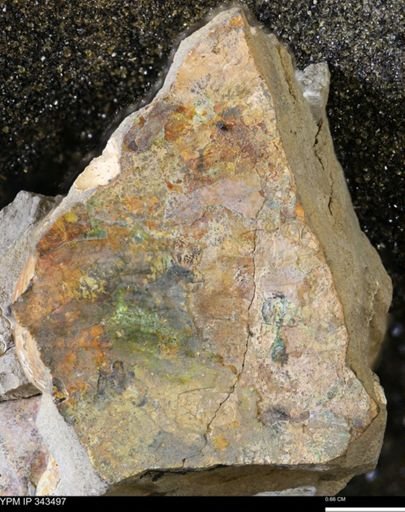 undet. Ammonoidea