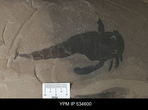 Eurypterus sp.