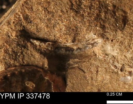 undet. Bivalvia
