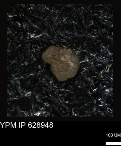 undet. Foraminiferida