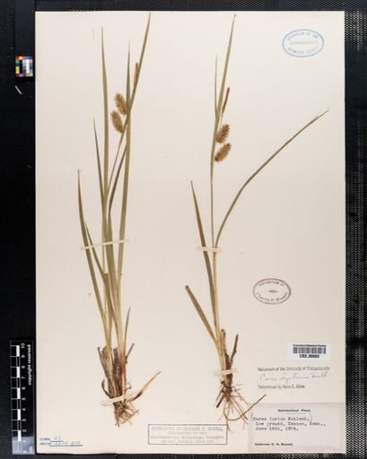Carex hystericina