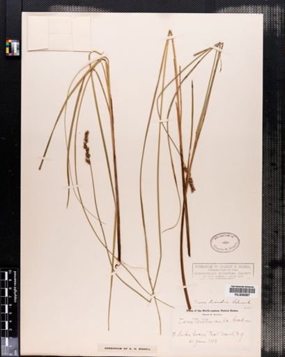 Carex diandra