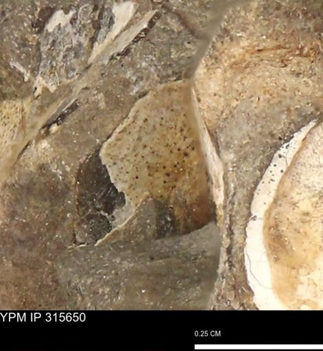 Baculites eliasi