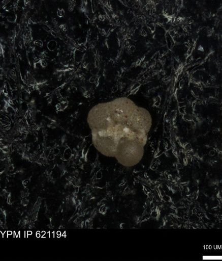 undet. Rugoglobigerinidae