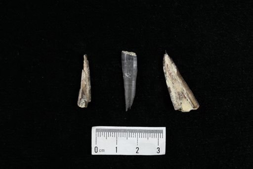 Xiphactinus sp.