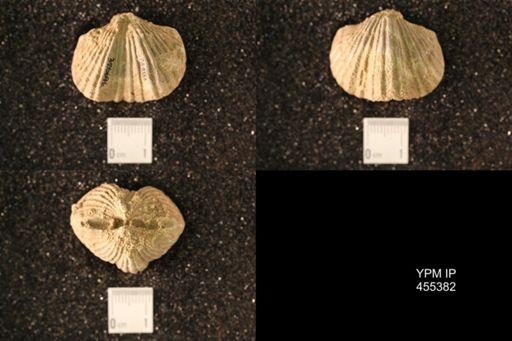 Platystrophia dentata