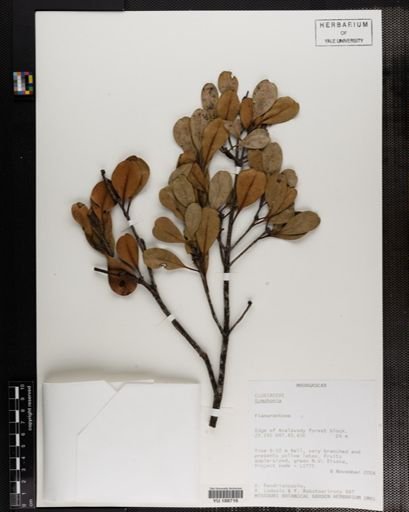 Plantae