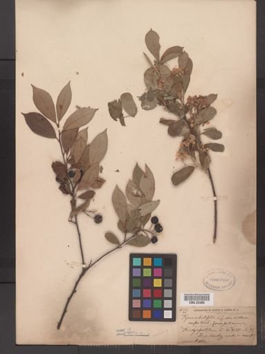 Pyrus arbutifolia