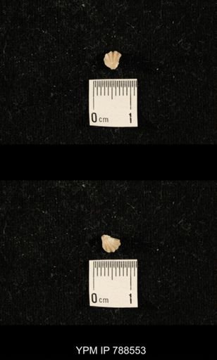 undet. Brachiopoda