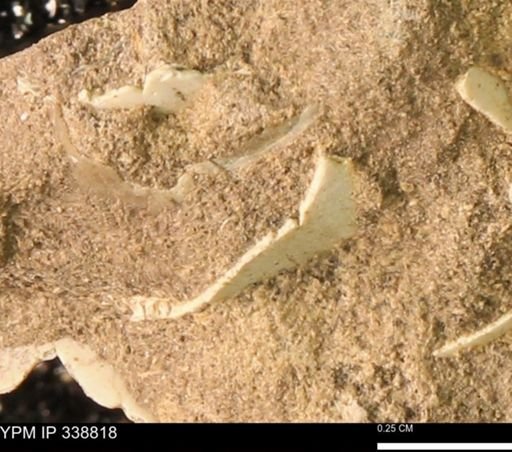 undet. Mollusca
