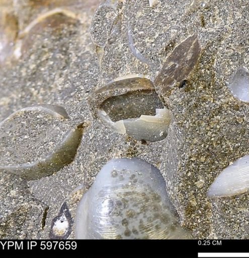 Protocardia?