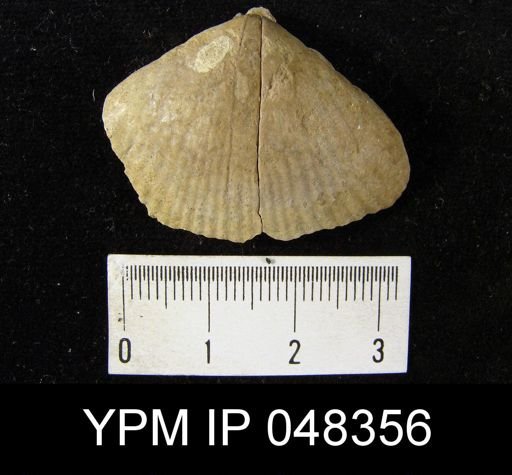 Rhipidium pingius