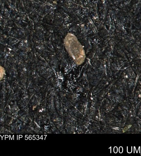 Spirolocammina subcircularis