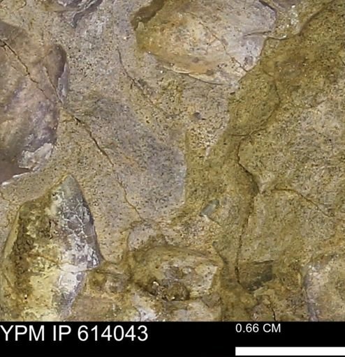 undet. Mollusca