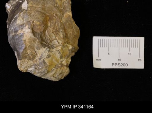 Inoceramus sp.