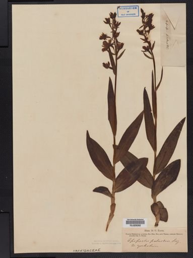 Epipactis palustris