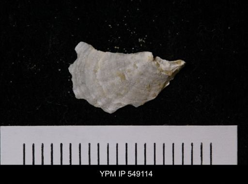undet. Anomiidae