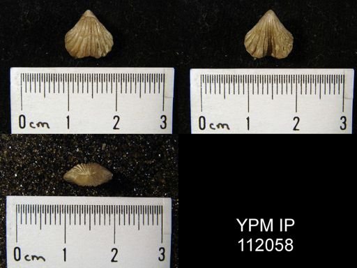 Rhynchotreta cuneata