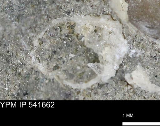 Protocardia subquadrata