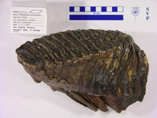Palaeolagus haydeni