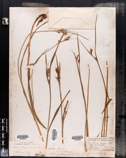 Scleria triglomerata