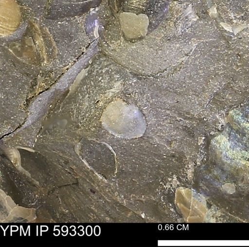 undet. Bivalvia