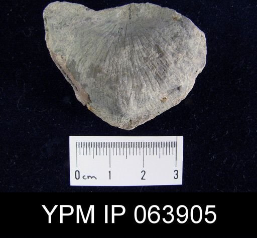 Strophonella roemeri