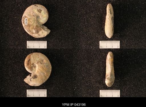 Hoploscaphites nicolletii