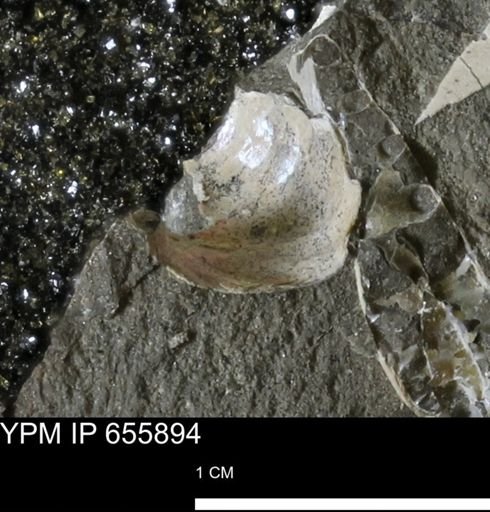 undet. Mollusca