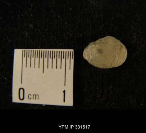 undet. Nuculoida