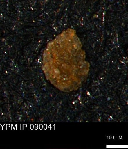 undet. Foraminiferida