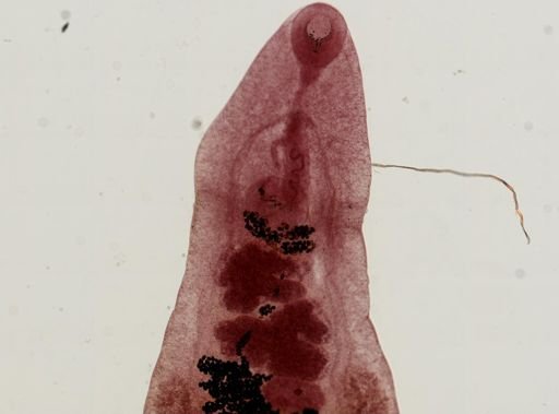 Dicrocoelium dendriticum