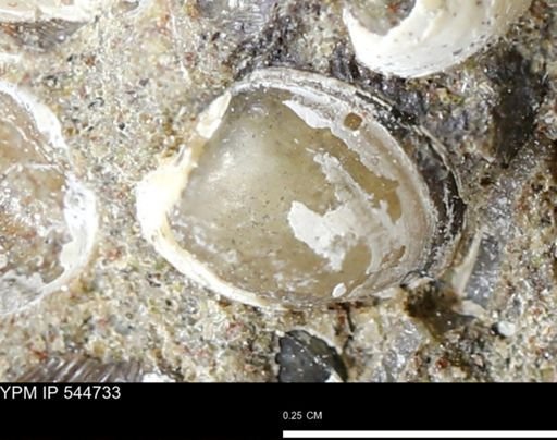 Corbulamella gregaria